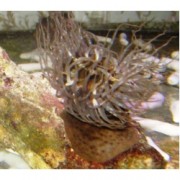Actinia equina Актиния конский хвост