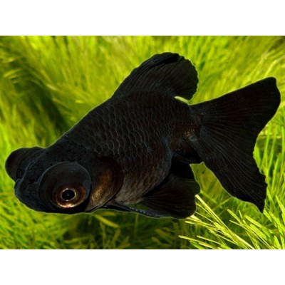 Телескоп черный Телескоп черный