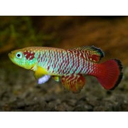 Нотобранхиус Гюнтера Sothobranchius guentheri 