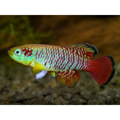 Нотобранхиус Гюнтера Sothobranchius guentheri Нотобранхиус Гюнтера Sothobranchius guentheri