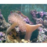 Саркофитон (Sarcophyton) S