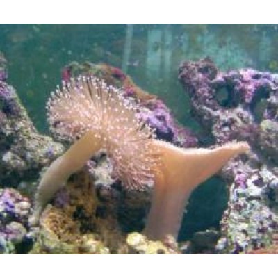 Саркофитон (Sarcophyton) S Саркофитон (Sarcophyton) S