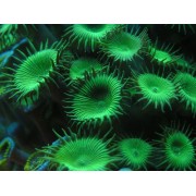 Палитоя (Palythoa) S