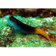 Собачка Двухцветная (Ecsenius Bicolor)