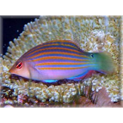 Губан Пижама (Pseudocheilinus hexataenia) Губан Пижама (Pseudocheilinus hexataenia)