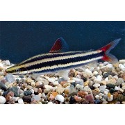 Аностомус обыкновенный (Anostomus salmoneus)