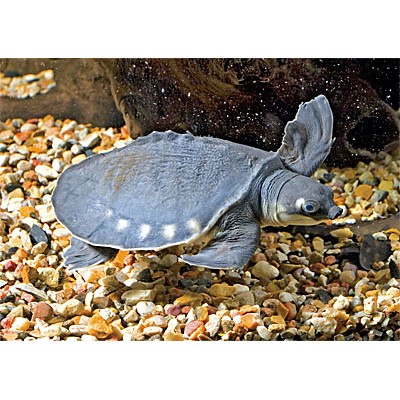 Лагуна "Пуговки Стеклянные" 17-19 мм, 300 г Лагуна "Пуговки Стеклянные" 17-19 мм, 300 г