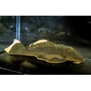 Барианциструс L81