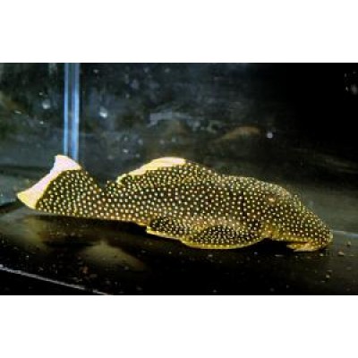 Барианциструс L81 Барианциструс L81