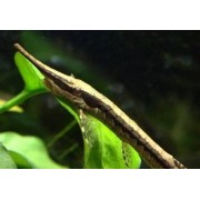 Фарловелла обыкновенная, носатая, акус -- Farlowella acus [