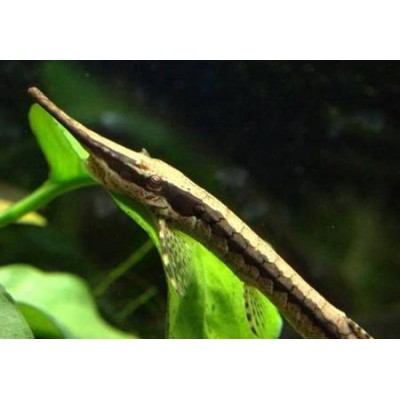 Фарловелла обыкновенная, носатая, акус -- Farlowella acus [ Фарловелла обыкновенная, носатая, акус -- Farlowella acus [