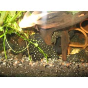 L-240 Leporacanthicus cf. galaxias