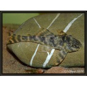 Peckoltia зр. "L 377" / "LDA 18" 