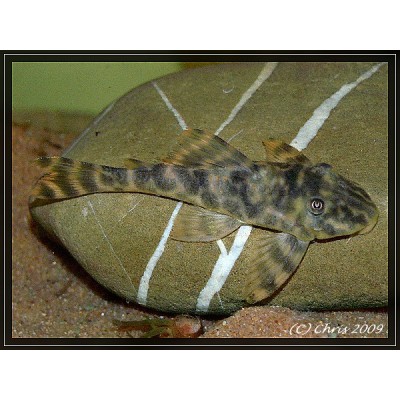 Peckoltia зр. "L 377" / "LDA 18" Peckoltia зр. "L 377" / "LDA 18"