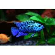Цихлазома «Блю Демпси»