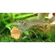 Креветка Амано