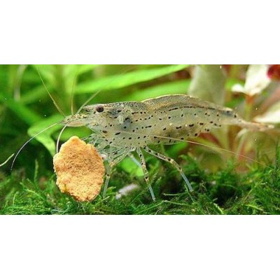 Креветка Амано Креветка Амано