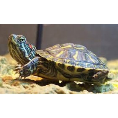 Лагуна "Галька белая" 1-2 см, 2 кг Лагуна "Галька белая" 1-2 см, 2 кг