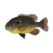 Ушастый окунь (лат. Centrarchus macropterus)