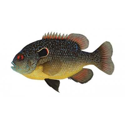 Ушастый окунь (лат. Centrarchus macropterus) Ушастый окунь (лат. Centrarchus macropterus)