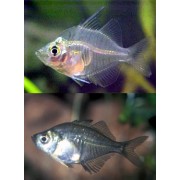 Окунь стеклянный (Chanda ranga)