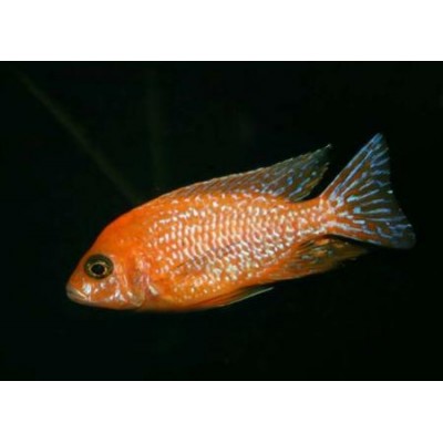 UDeco "Relict Light" 10-20 мм, 6 л (натуральная галька) UDeco "Relict Light" 10-20 мм, 6 л (натуральная галька)