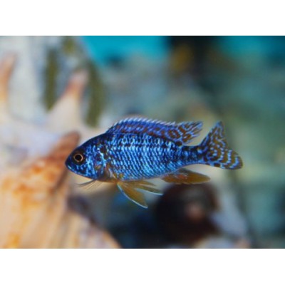 Лагуна "Грунт чёрный" 2-4 мм, 2 кг Лагуна "Грунт чёрный" 2-4 мм, 2 кг