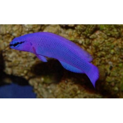 Pseudoochromis fridmani Ложнохромис фиолетовый фридмана Pseudoochromis fridmani Ложнохромис фиолетовый фридмана