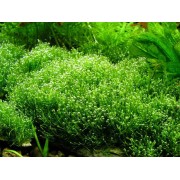 Риччия плавающая. Ricca fluitans