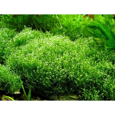 Риччия плавающая. Ricca fluitans Риччия плавающая. Ricca fluitans