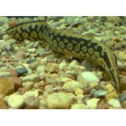 Мастацембелус арматус (Mastacembelus armatus)