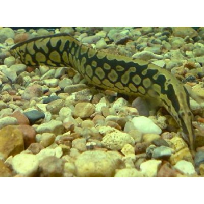 Мастацембелус арматус (Mastacembelus armatus) Мастацембелус арматус (Mastacembelus armatus)