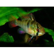 Апистограмма Рамиреса