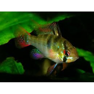 Апистограмма Рамиреса Апистограмма Рамиреса