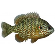 Солнечный окунь (Lepomis gibbosus)
