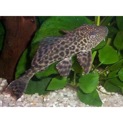 Гипостомус плекостомус Hypostomus plecostomus Гипостомус плекостомус Hypostomus plecostomus
