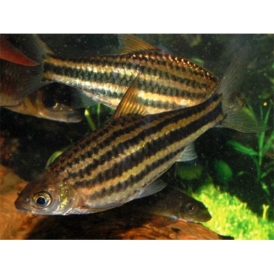 Gloxy "Хумбола Ревун" Gloxy "Хумбола Ревун"