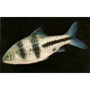 Барбус Крестовый