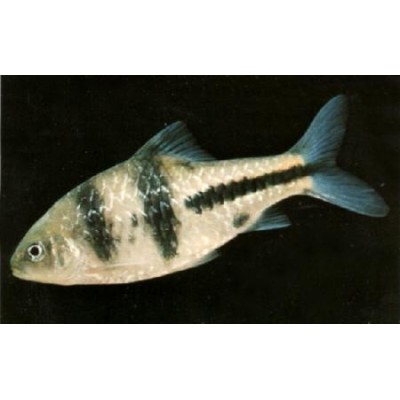 Барбус Крестовый Барбус Крестовый