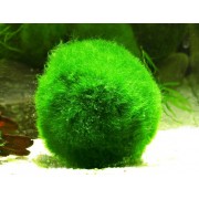 Кладофора шаровидная (Cladophora aegagrophila)