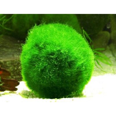 Кладофора шаровидная (Cladophora aegagrophila) Кладофора шаровидная (Cladophora aegagrophila)