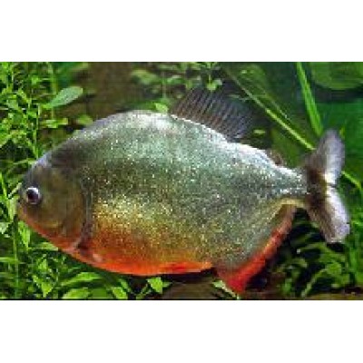 Пиранья Пиранья