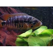 Цихлазома Манагуанская