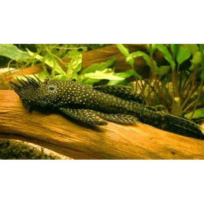 Анциструс M (аквариумная рыба) Анциструс M (аквариумная рыба)