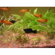 Моллинезия S (аквариумная рыба)