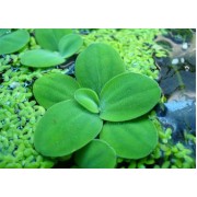 Пистия или Водяной салат (Pistia stratiotes)