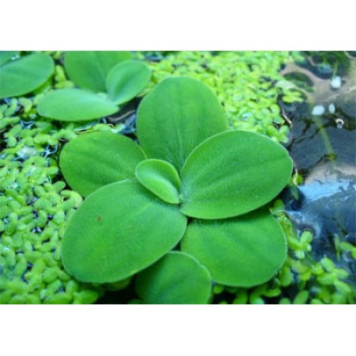 Пистия или Водяной салат (Pistia stratiotes) Пистия или Водяной салат (Pistia stratiotes)