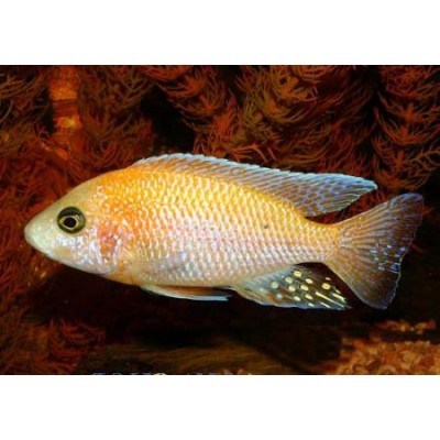 Лагуна "Грунт бежевый" 6-9 мм, 2 кг Лагуна "Грунт бежевый" 6-9 мм, 2 кг