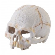 Exo Terra "Primate Scull" S (череп примата пластиковый)