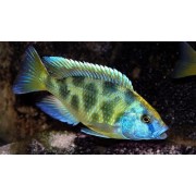 Золотой Леопард